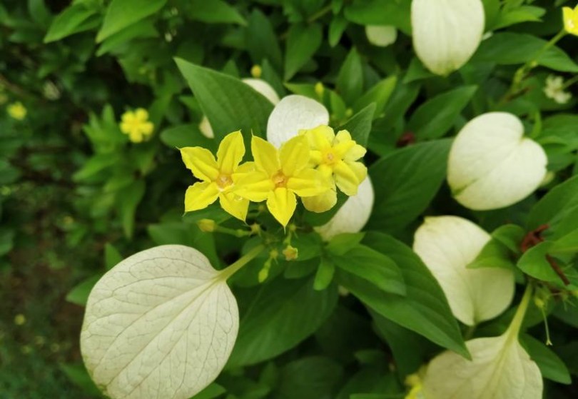 Arany mussaenda, Pseudomussaenda flava , évelő, fásszárú